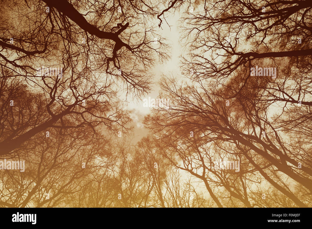 silhouette of leafless trees against the sky Stock Photo - Alamy