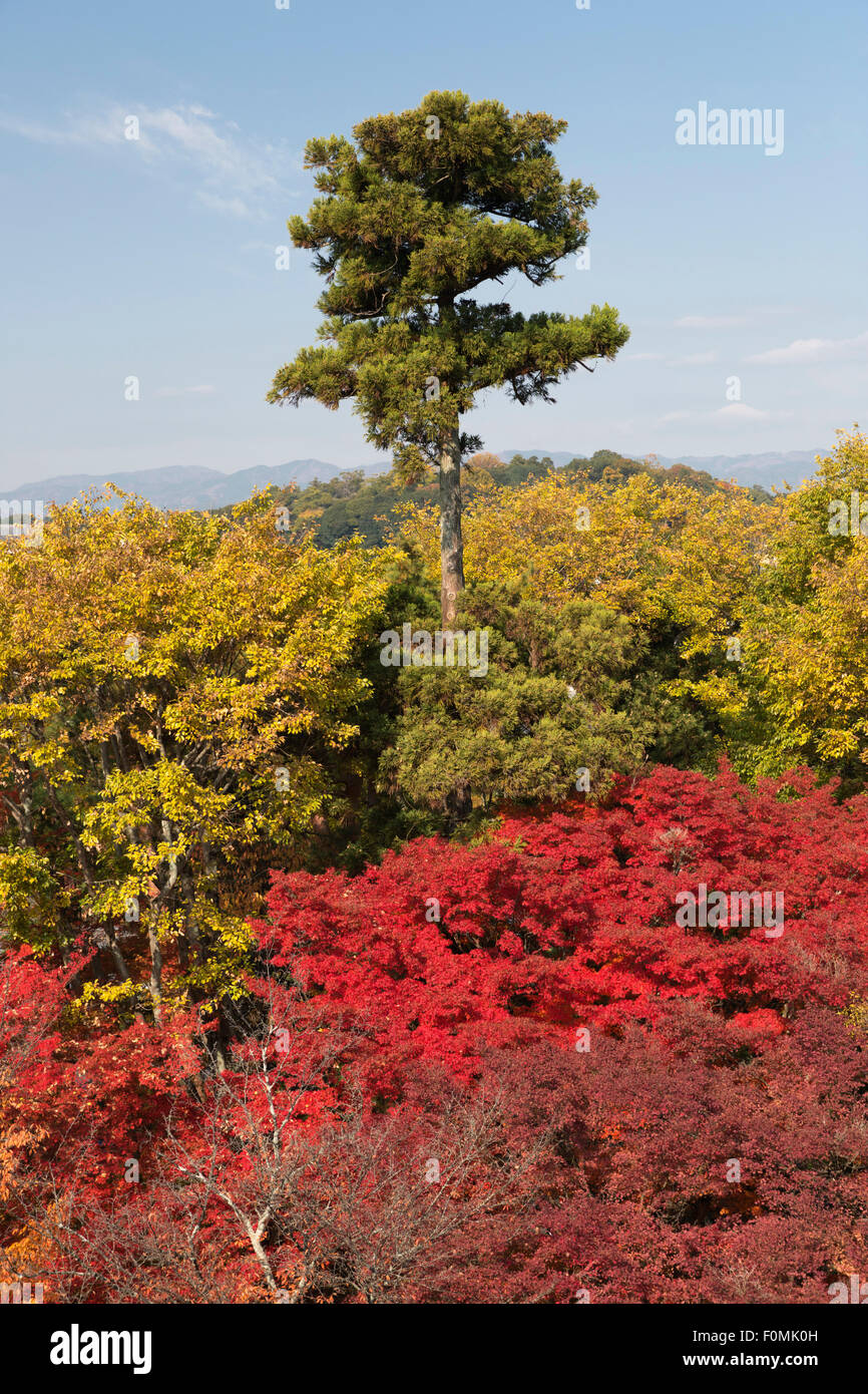Japanese red pine trees hires stock photography and images Alamy