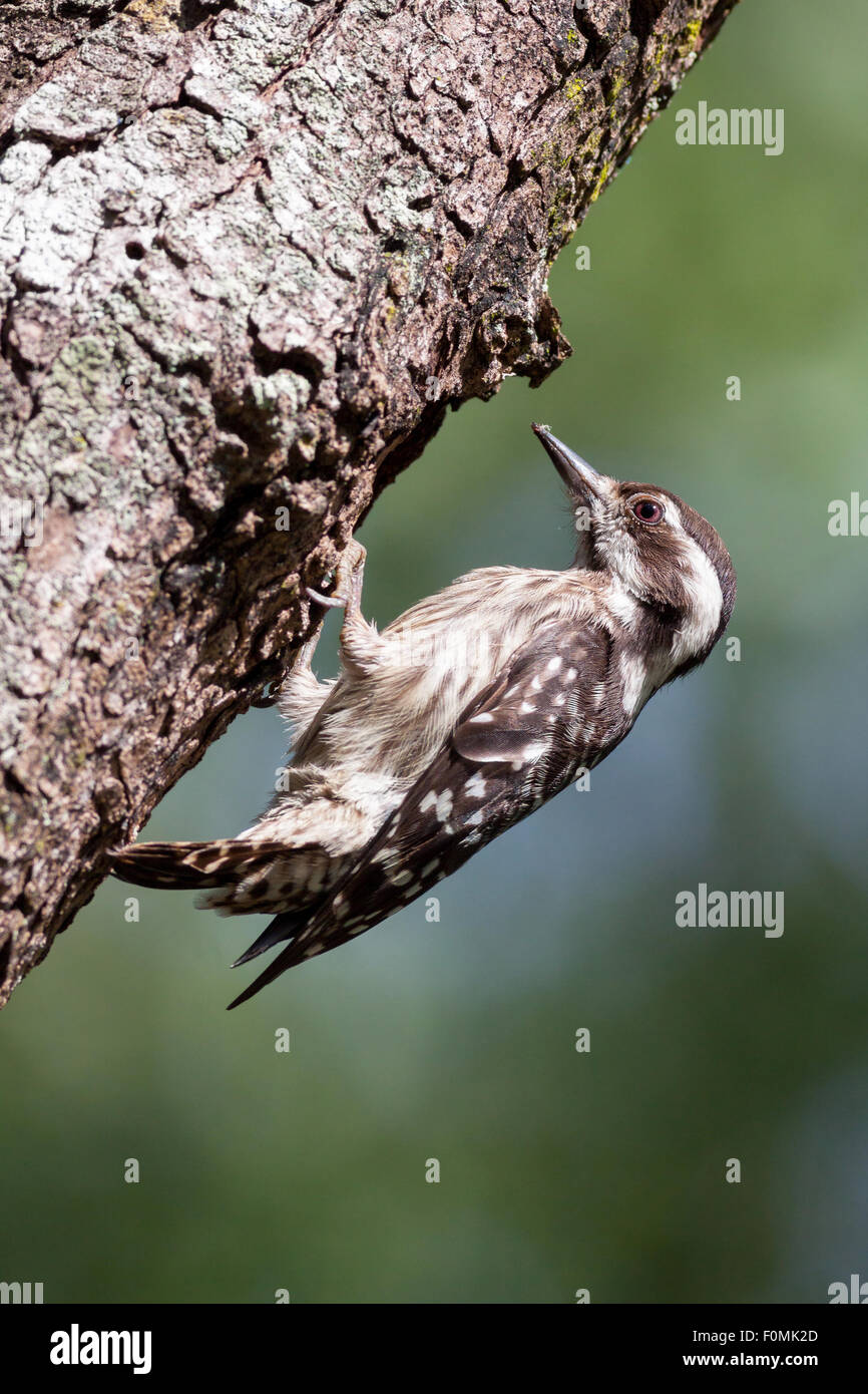 Sunda Pygmy Woodpecker on branch. Stock Photo