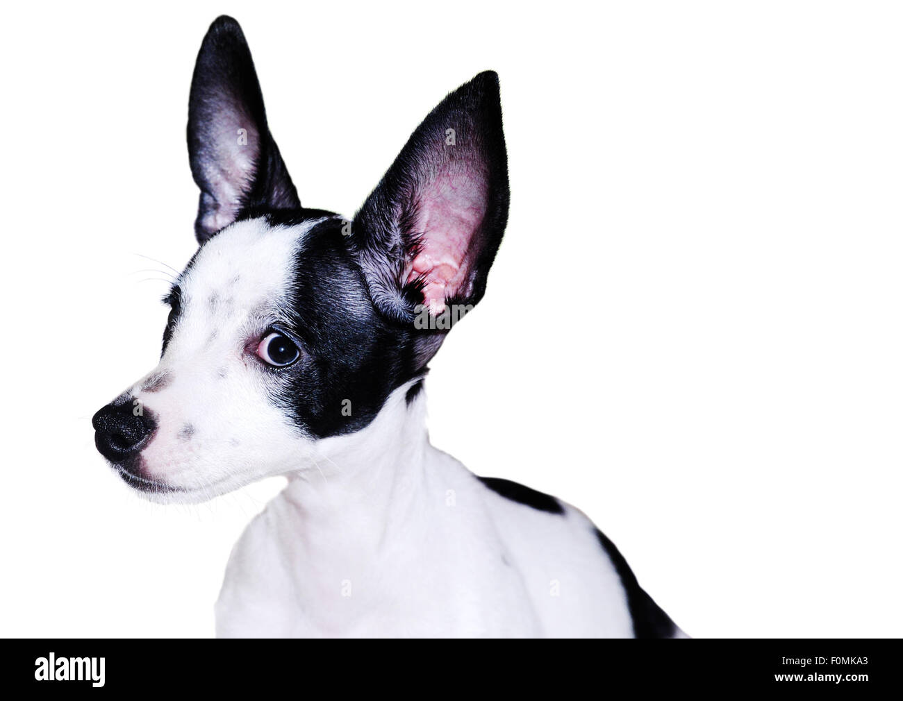White and black spotted chihuahua dog isolated on white Stock Photo