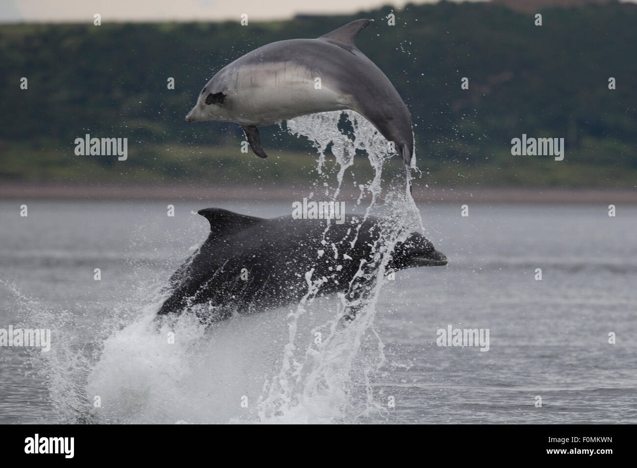 Bottlenose Dolphin double breach in the Moray Firth Stock Photo - Alamy