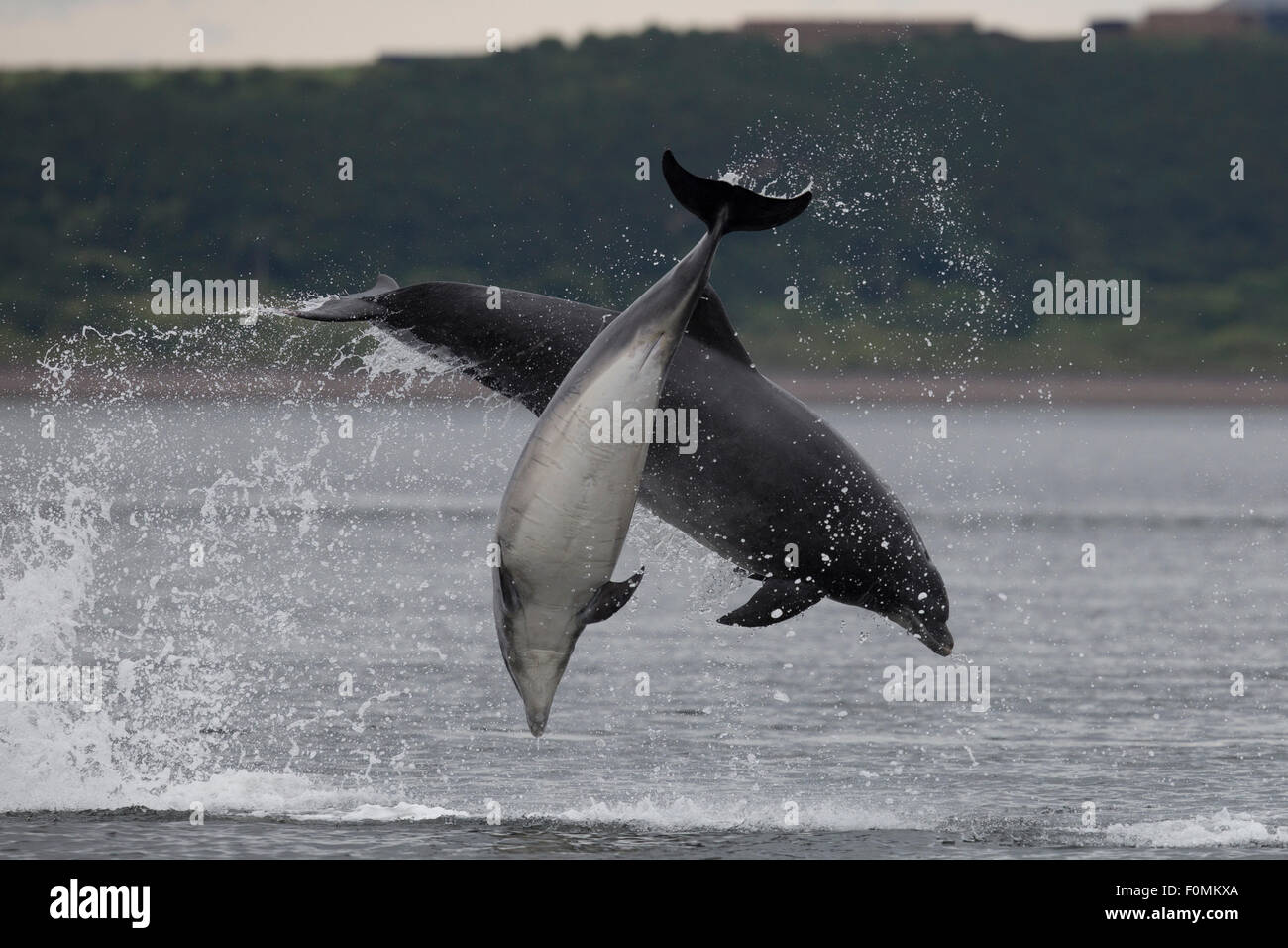 Bottlenose Dolphin double breach in the Moray Firth Stock Photo - Alamy