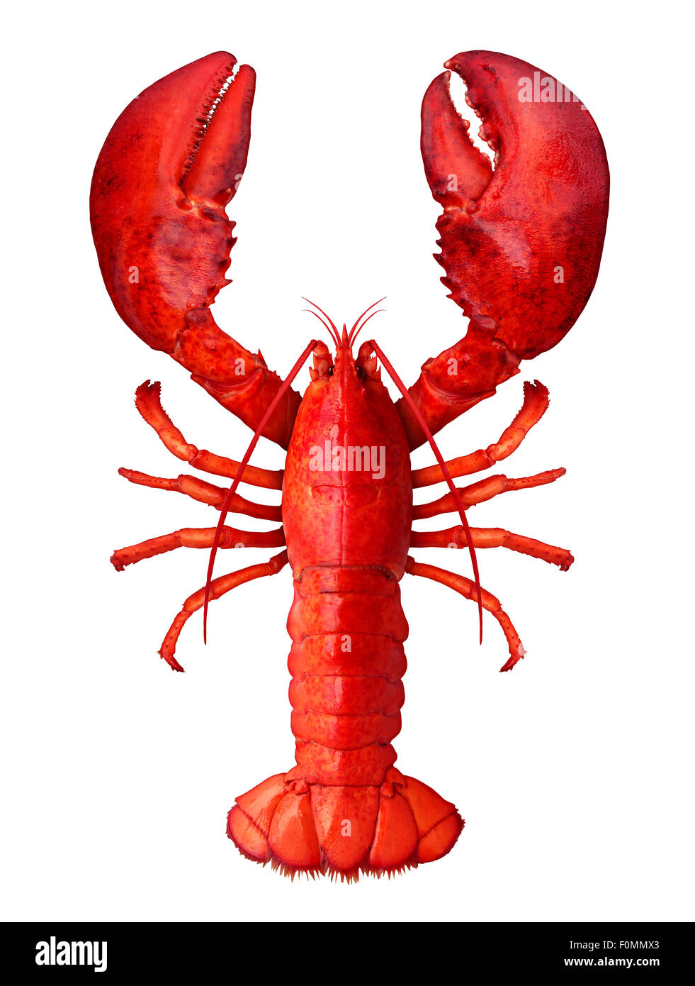 Lobster isolated on a white background as fresh seafood or shellfish food concept as a complete red shell crustacean in an overhead view isolated on a white background. Stock Photo