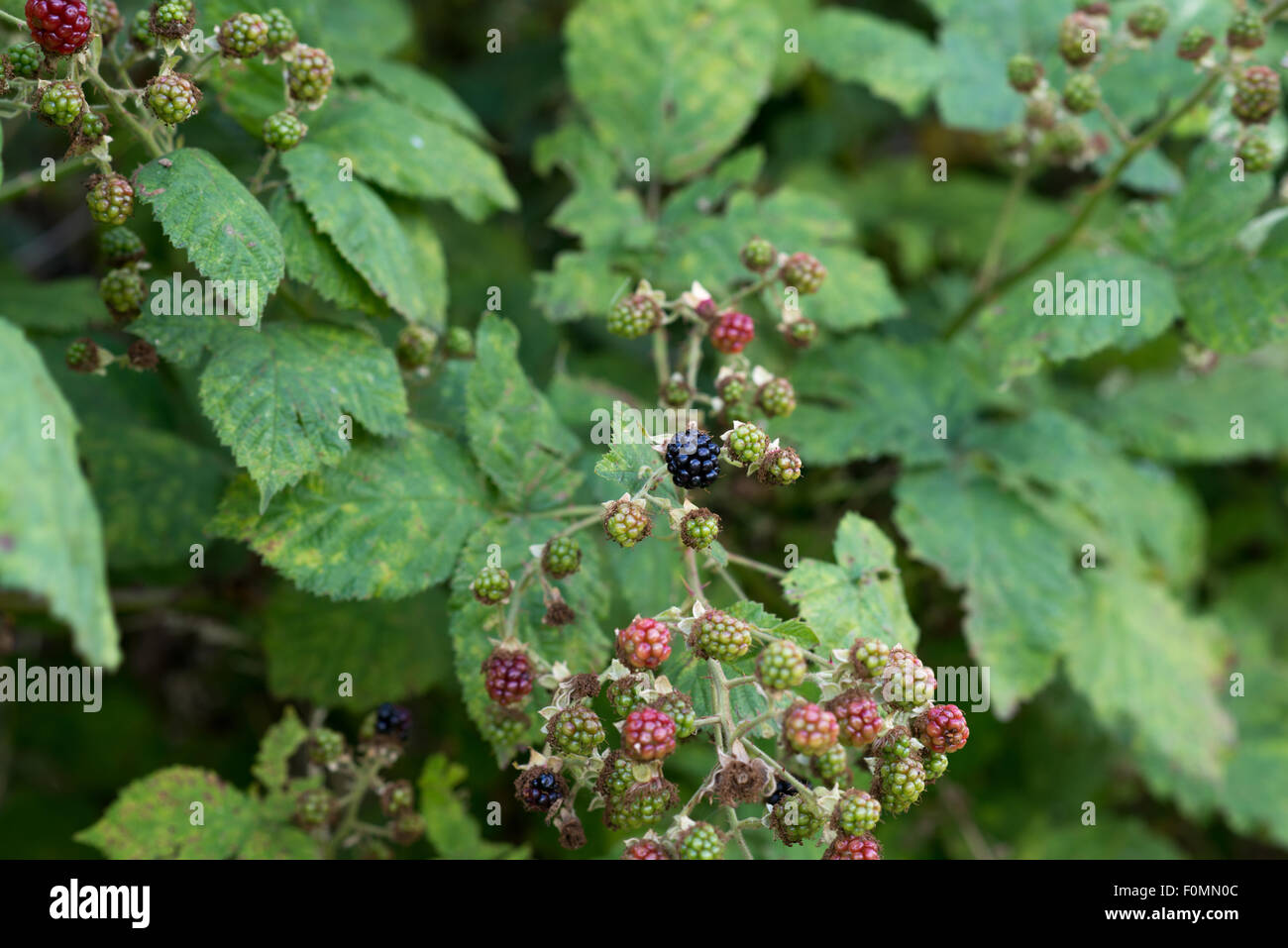 Picking blackberries hedge hires stock photography and images Alamy