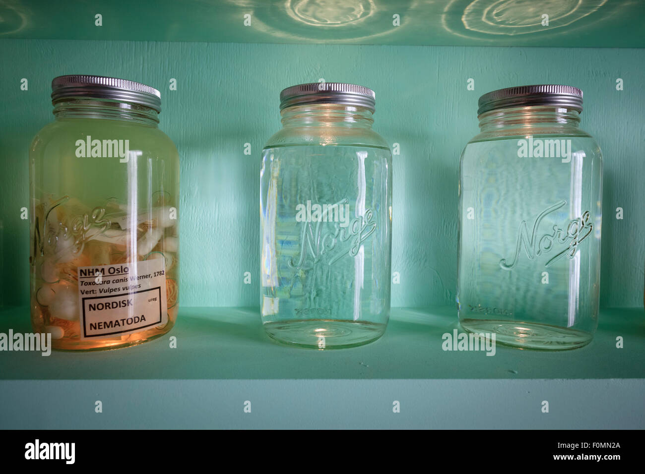 Glass jar with parasite Dog Roundworm (Toxocara canis). Natural History Museum. University of Oslo. Norway. Stock Photo