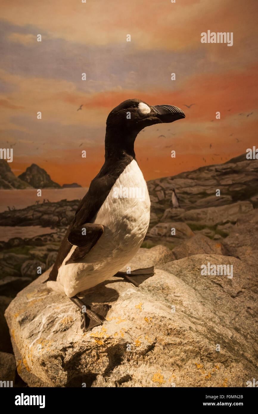 Great Auk (Pinguinus impennis). Natural History Museum. University of Oslo. Norway. Stock Photo