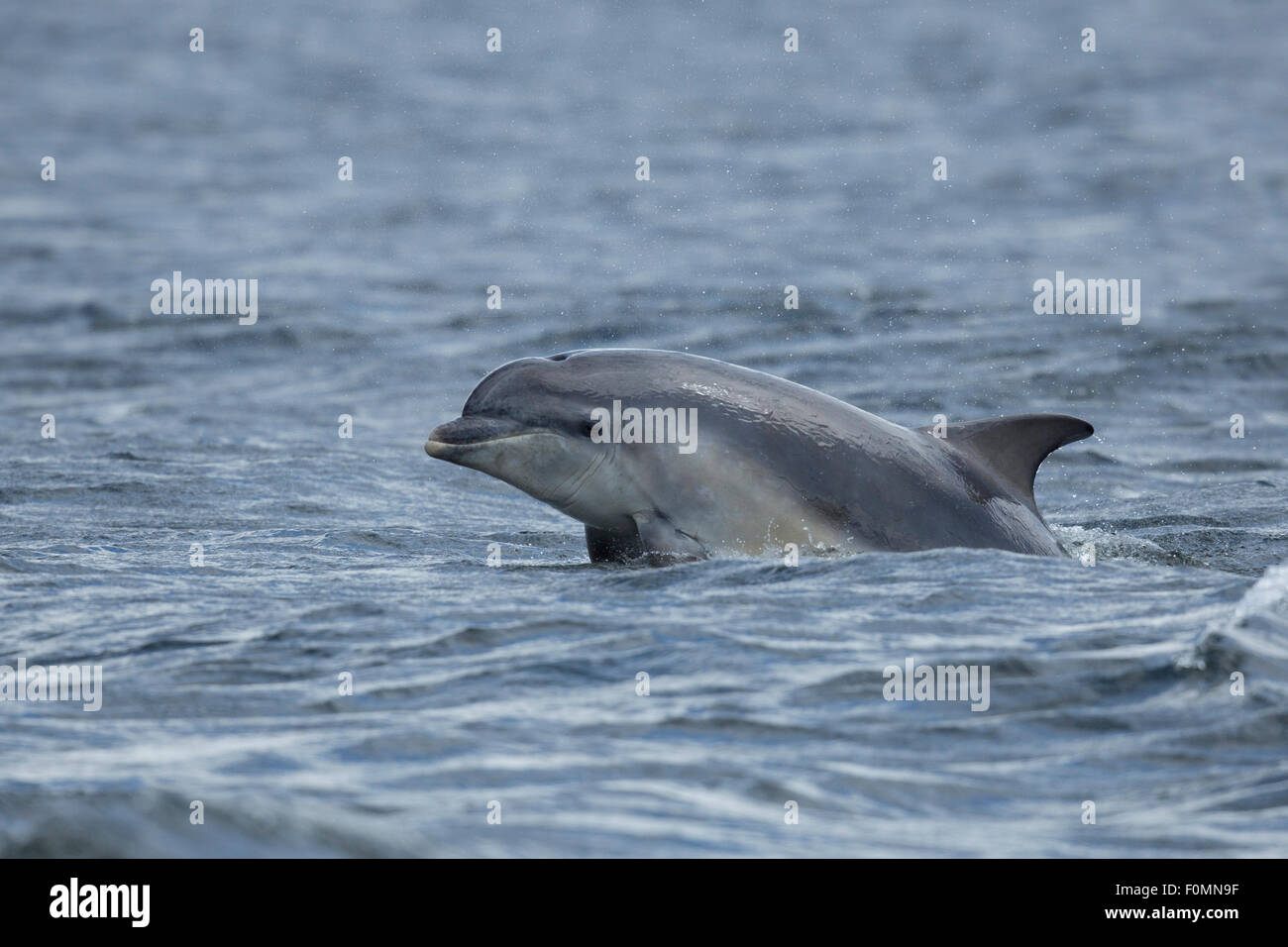 Juvenile Bottlenose Dolphin Tursiops Truncatus Hi-res Stock Photography ...