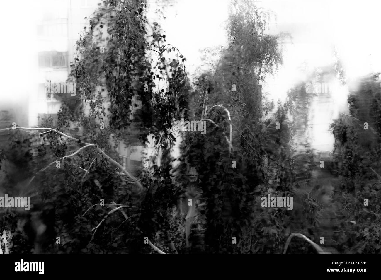 Rain droplets run down a window during a rainstorm as green trees sway in the background - black and white Stock Photo