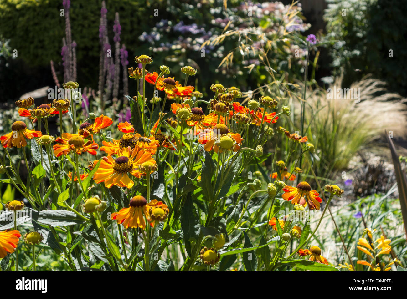 An English summer garden, featuring Helenium Rauchtopas in the foreground. Stock Photo