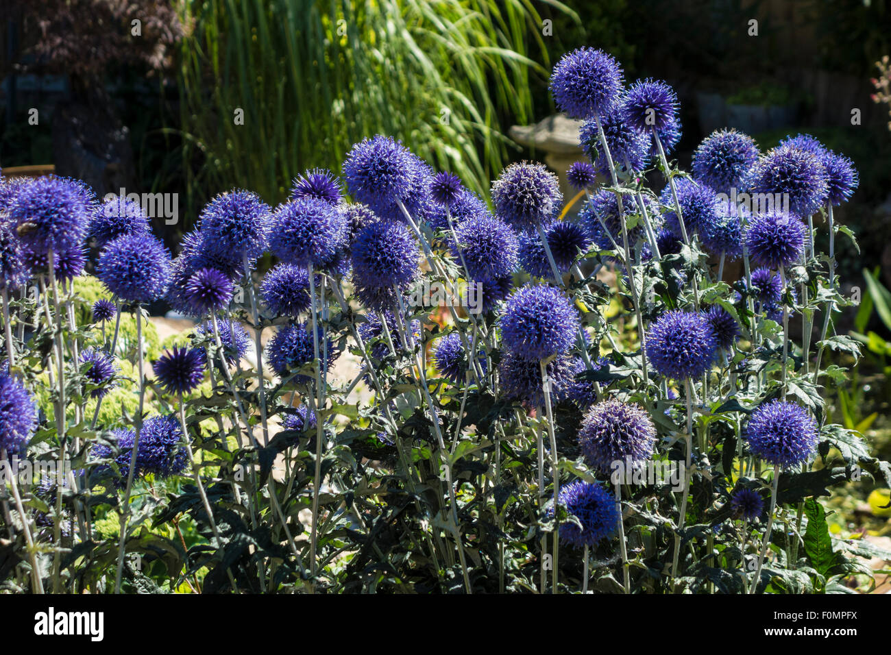 Plant blue thistle hires stock photography and images Alamy