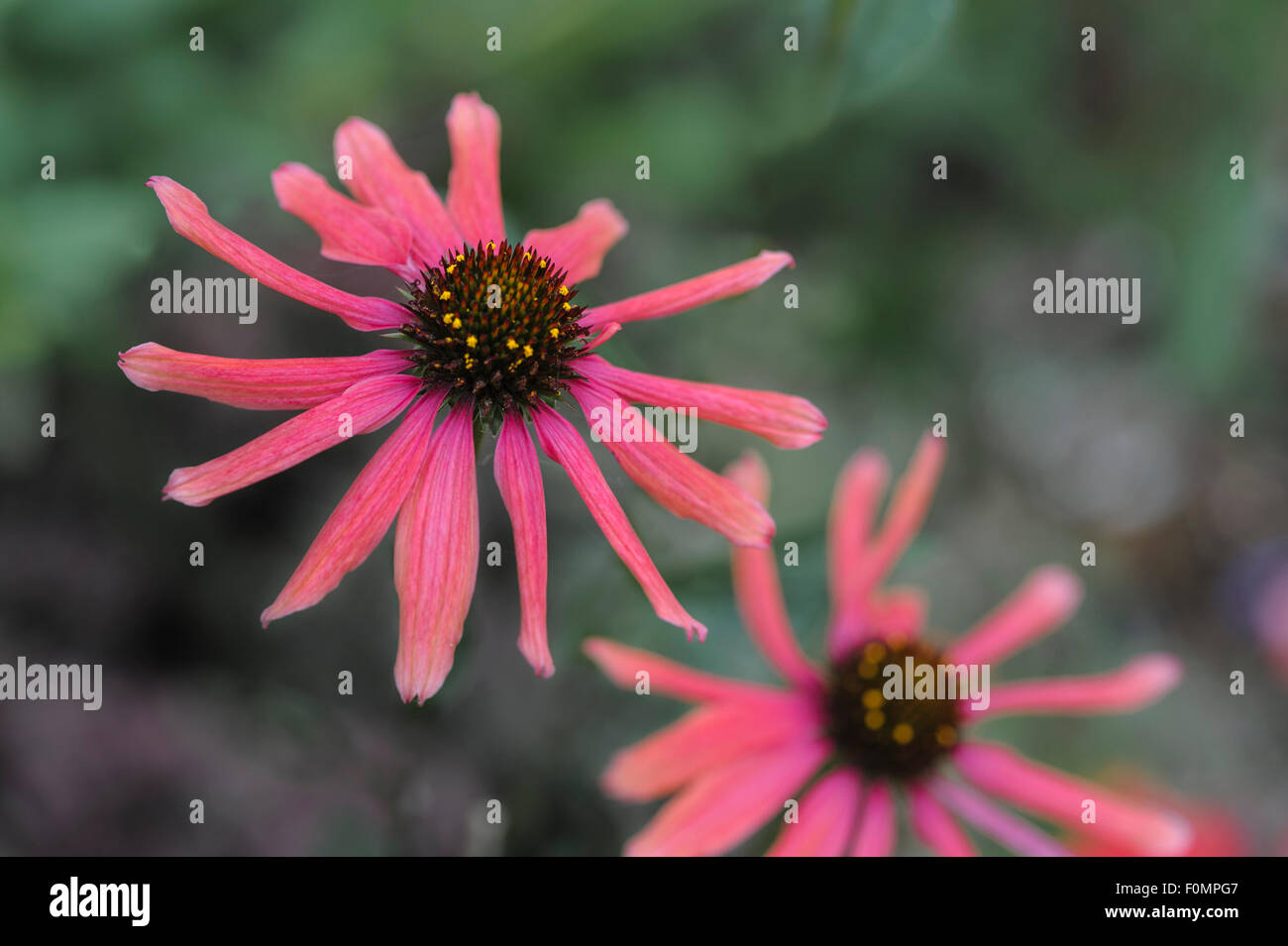 Echinacea 'Mama Mia' Stock Photo