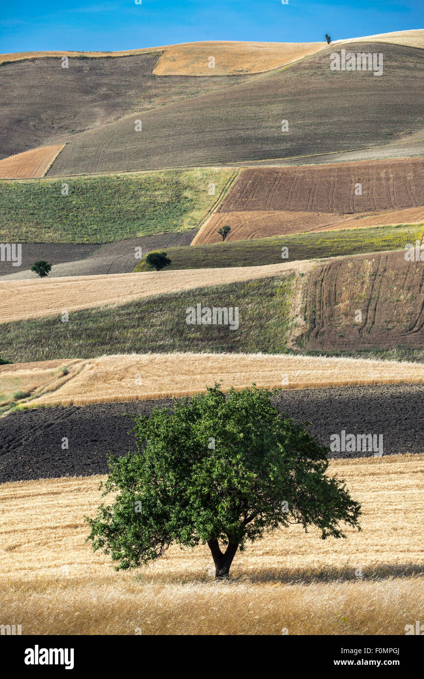 A checkerboard pattern of fields near Grassano, Matera Province, Basilicata, Southern Italy. Stock Photo
