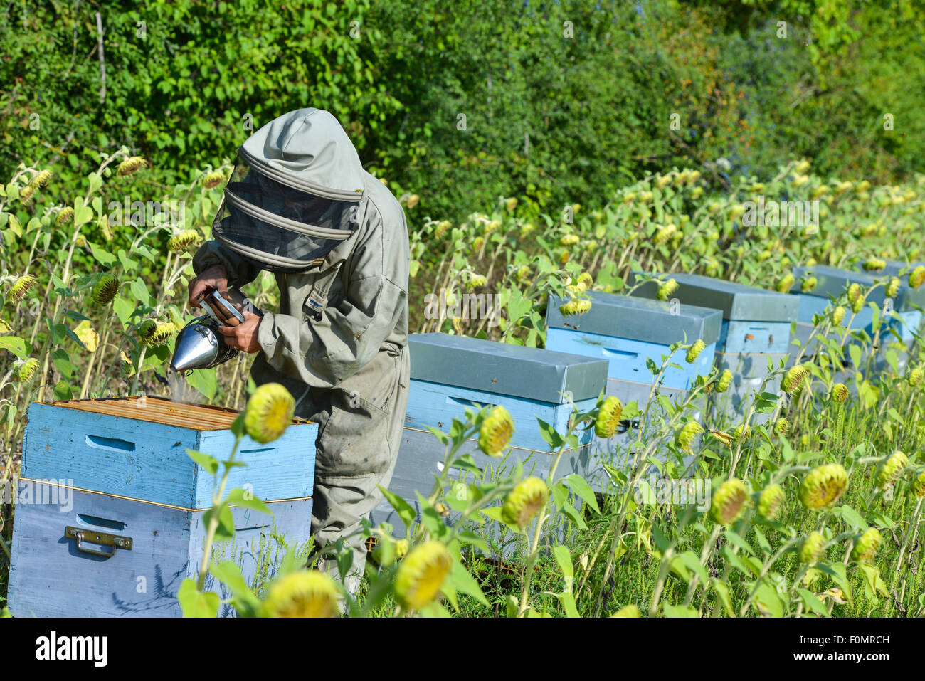 Bee Keeper Working with Bee Hives in a sunflower field Stock Photo - Alamy