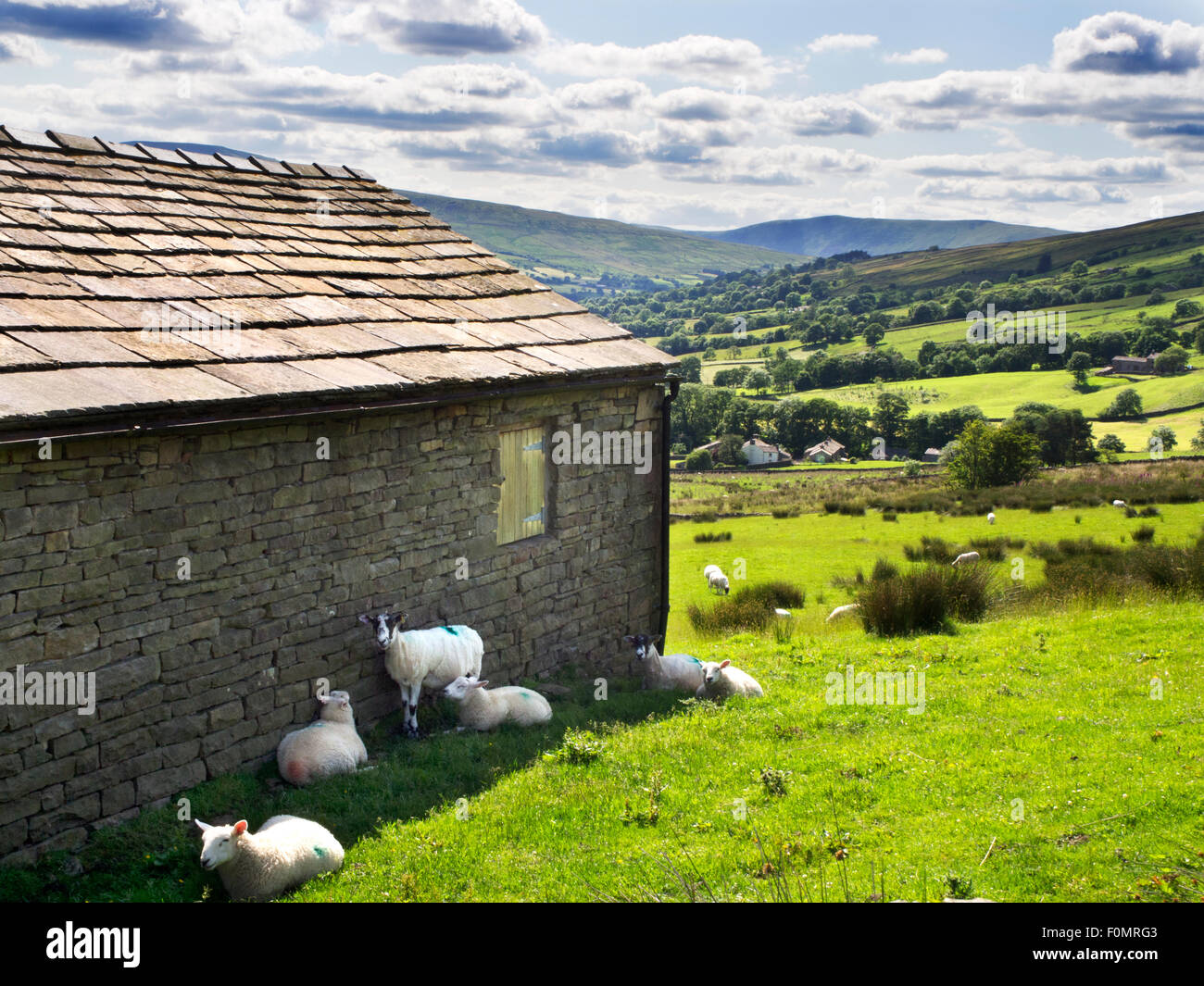 Sheep in the Shade of a Field Barn on a Sunny day in Dentdale Yorkshire Dales Cumbria England Stock Photo