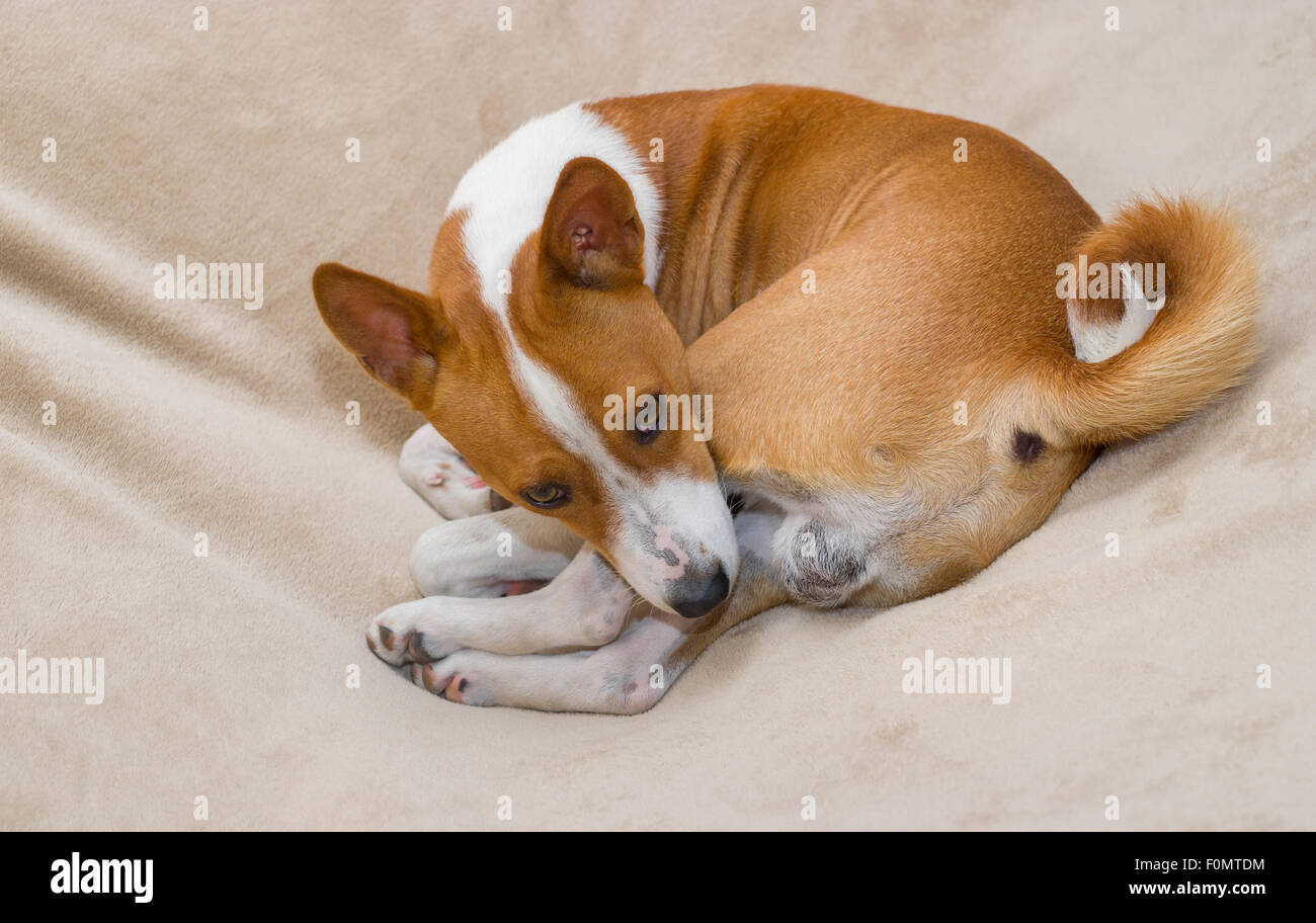 Cute basenji resting in its favorite pose thinking it is in hole somewhere in Africa Stock Photo
