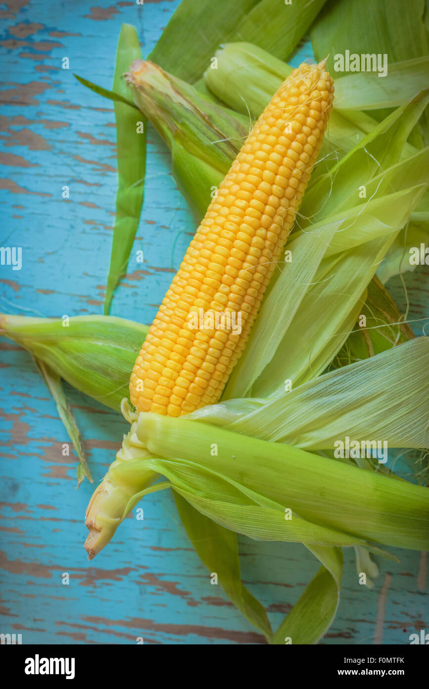 Freshly picked ear of corn, sweet maize cob with husk on rustic blue wood background, top view Stock Photo