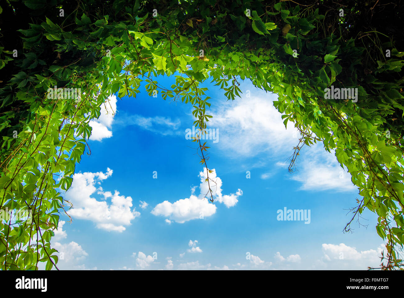 Green garden arch, archway at the end of the green plant tunnel, blue sky and bright sunny day Stock Photo