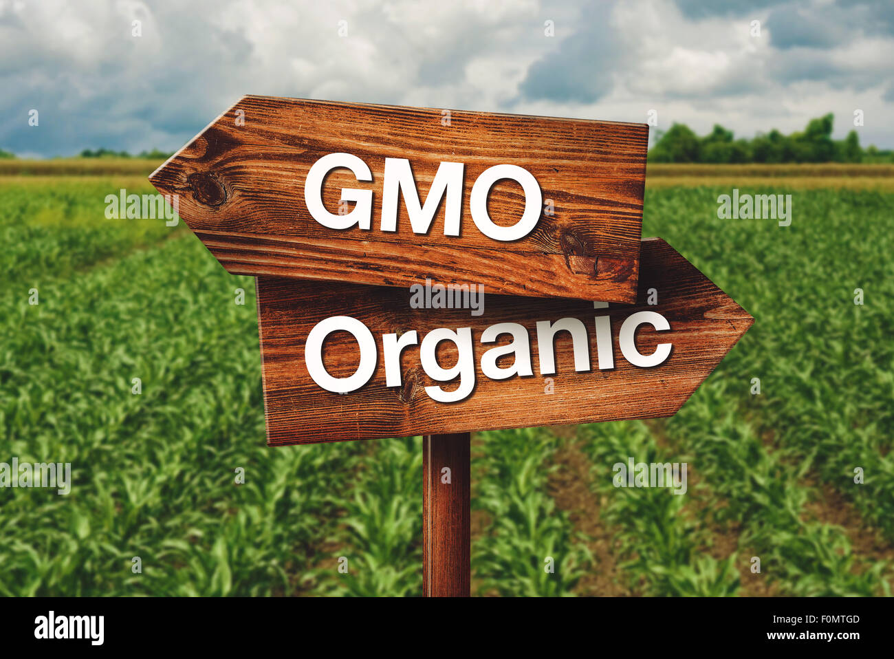 Gmo or Organic Farming Wooden Direction Sign in Agricultural Field Stock Photo
