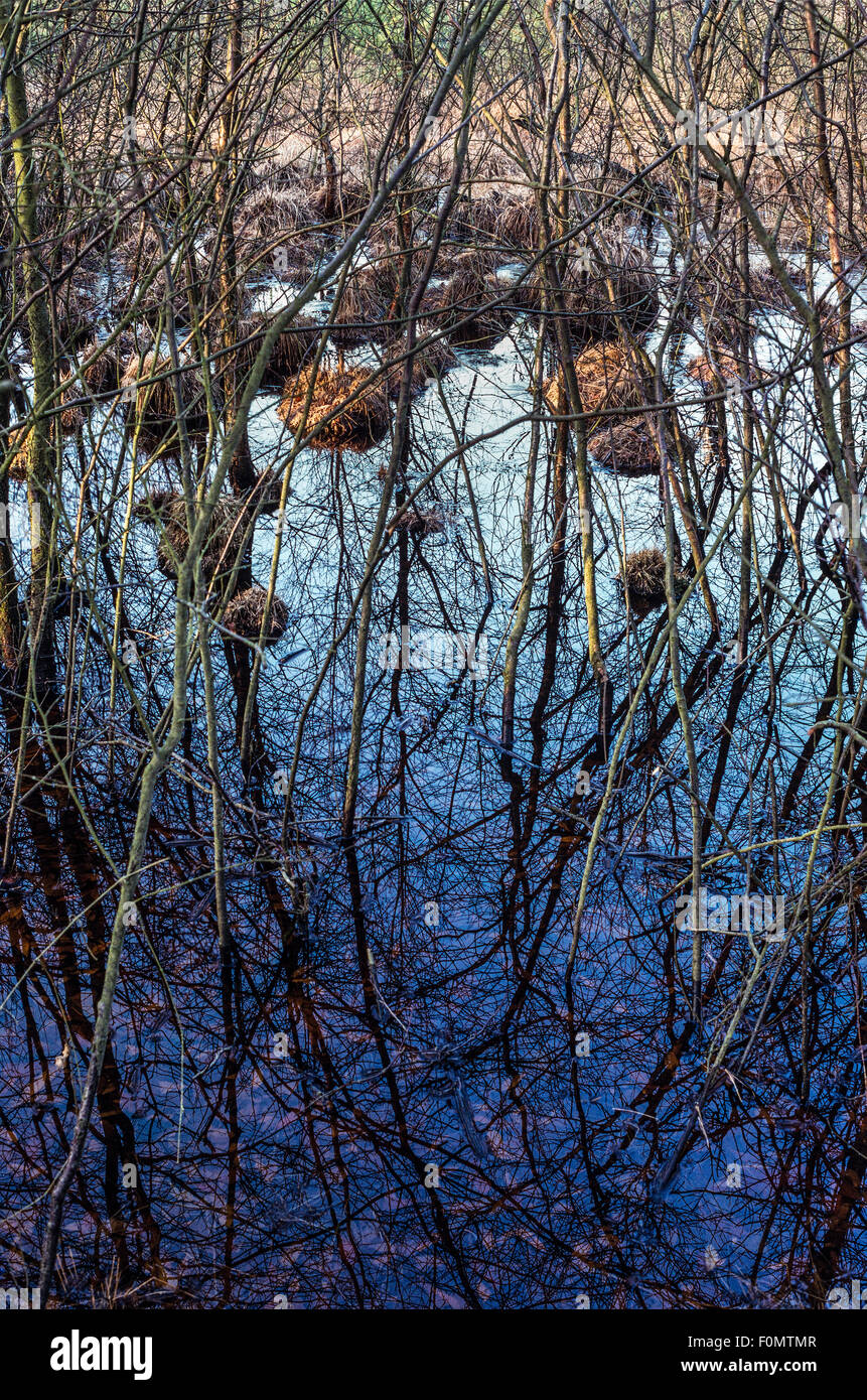 Tree branches reflected in a bog pool on bog wetland, near Wickham, Hampshire, England. Stock Photo