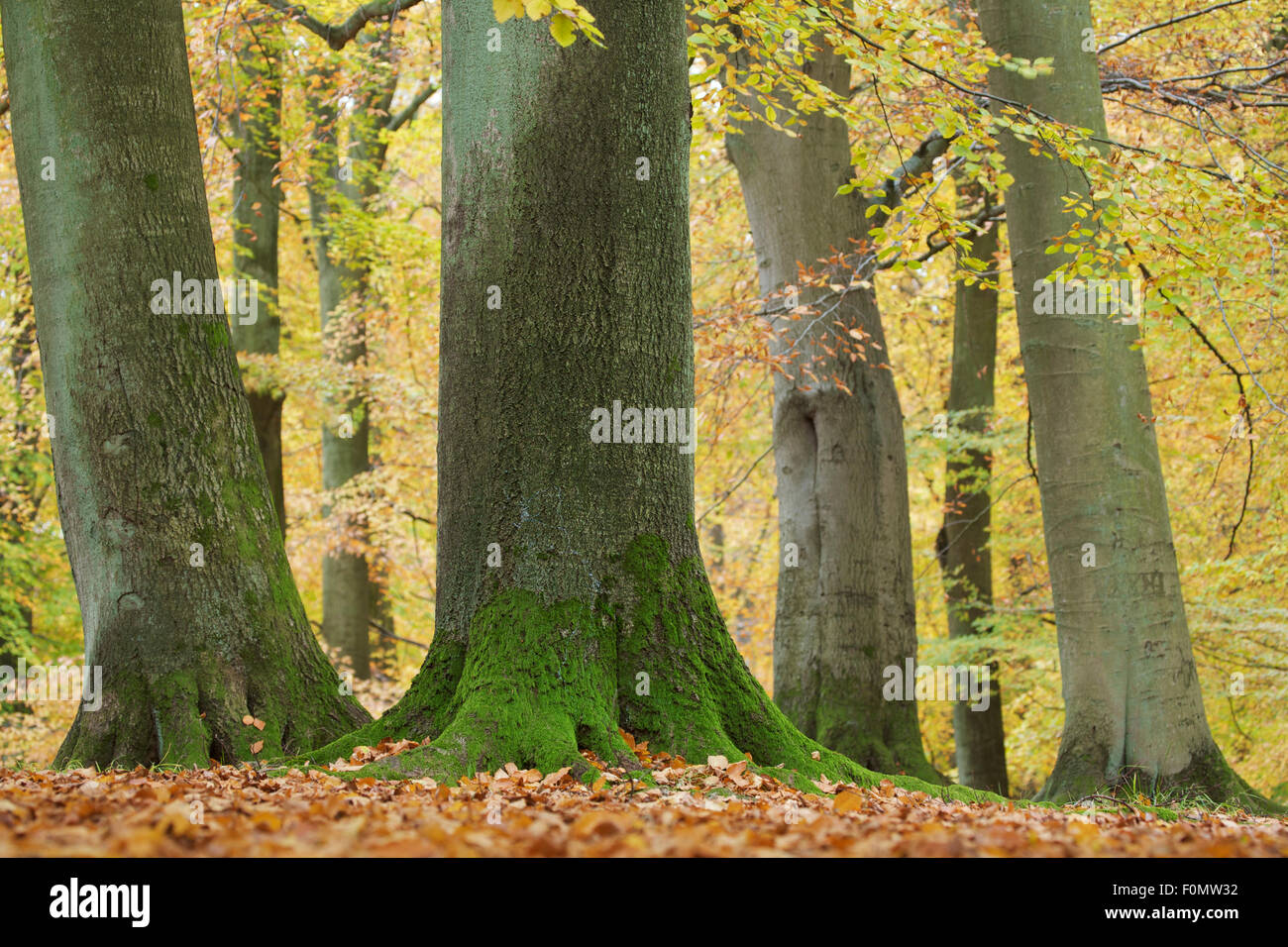 European beech (Fagus sylvatica) trees, Klampenborg Dyrehaven, Denmark ...