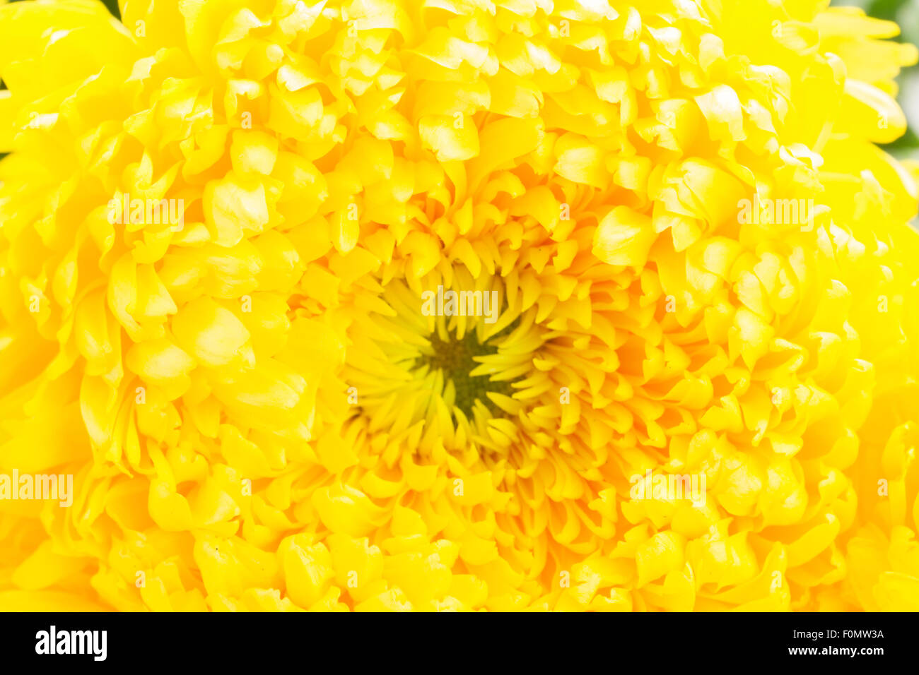 Yellow mum flower Stock Photo