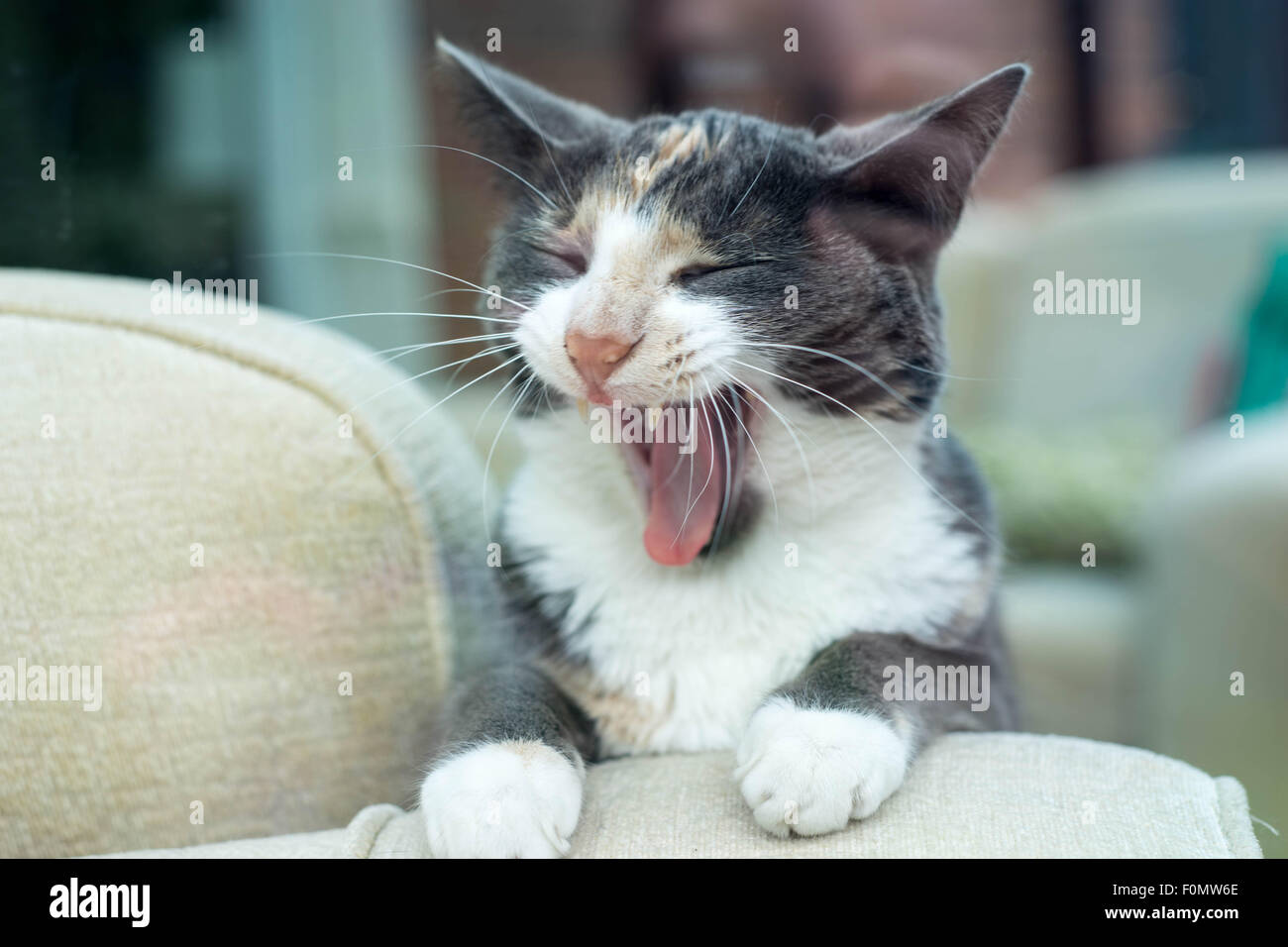 Cat sitting upright yawning that looks like she's laughing Stock Photo