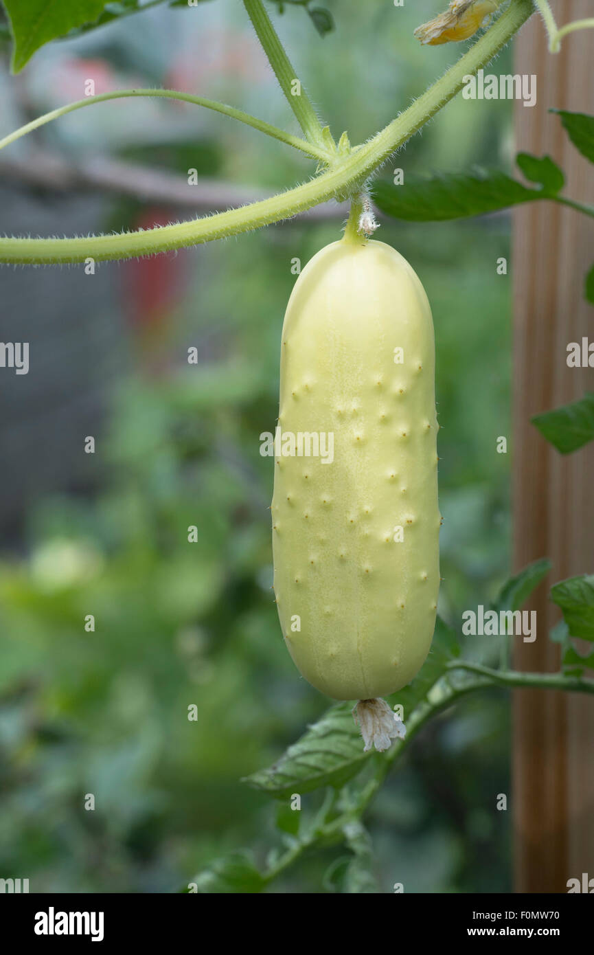 Cucumis Sativus. Cucumber 'long white' fruit on the vine in a ...