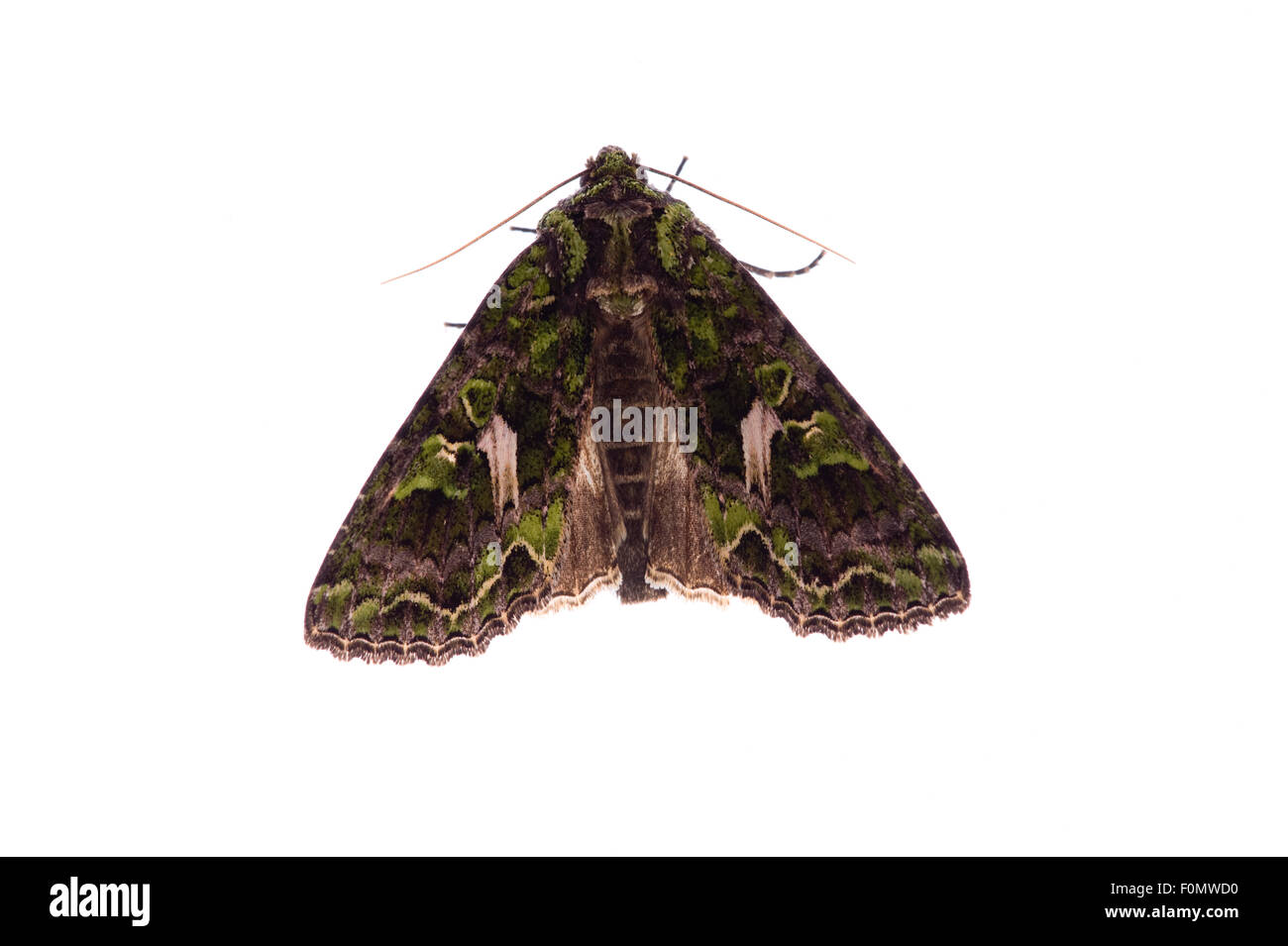 Orache moth (Trachea atriplicis) Fliess, Naturpark Kaunergrat, Tirol, Austria, July 2008 Stock Photo