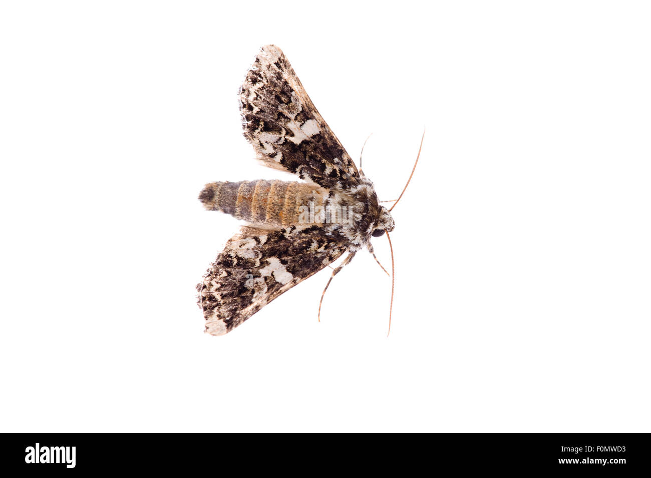 Marbled coronet moth (Hadena confusa) Fliess, Naturpark Kaunergrat, Tirol, Austria, July 2008 Stock Photo