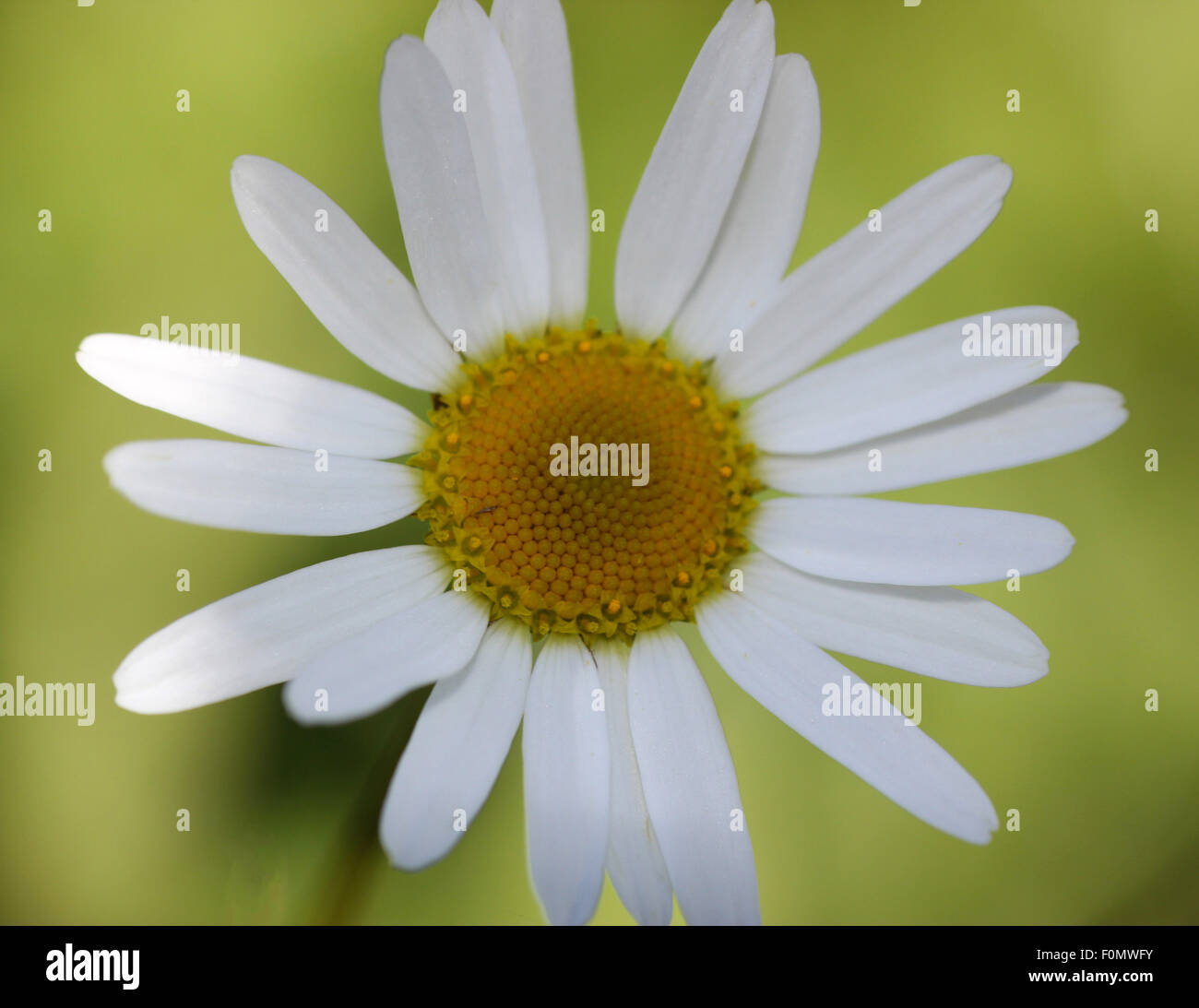large wild daisy close up Stock Photo Alamy