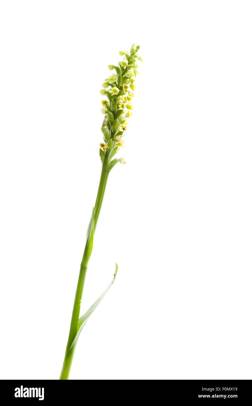 Small white orchid (Leuchorchis albida) in flower, Naturpark Kaunergrat, Tirol, Austria, July 2008 Stock Photo