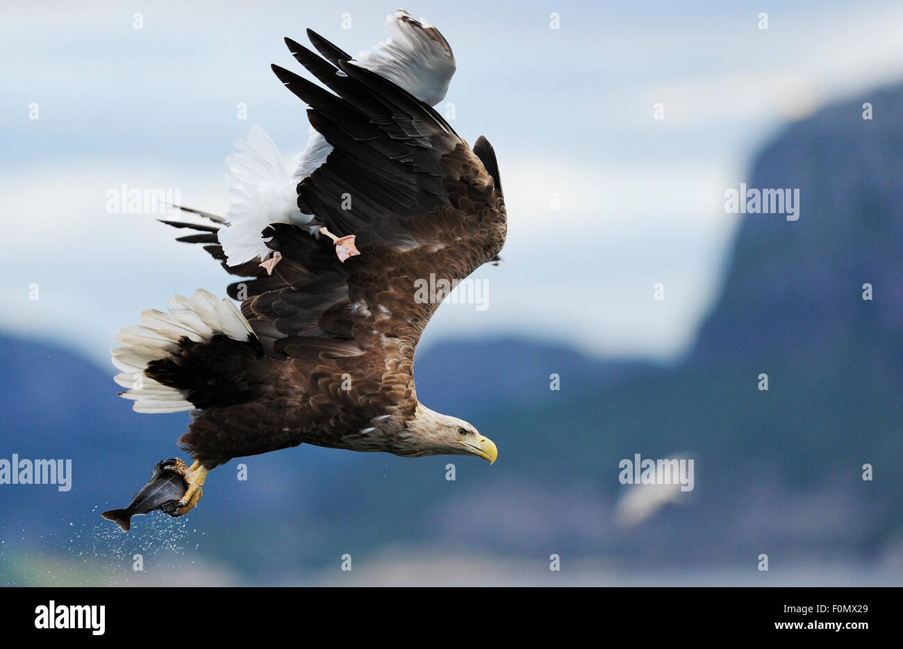 White tailed sea eagle (Haliaeetus albicilla) carrying fish with a Greater black backed gull (Larus marinus) flying above it with feet caught in the eagle's wing, Flatanger, Nord Trøndelag, Norway, August 2008 UNAVAILABLE FOR COMMERCIAL USE WITHOUT PRIOR Stock Photo