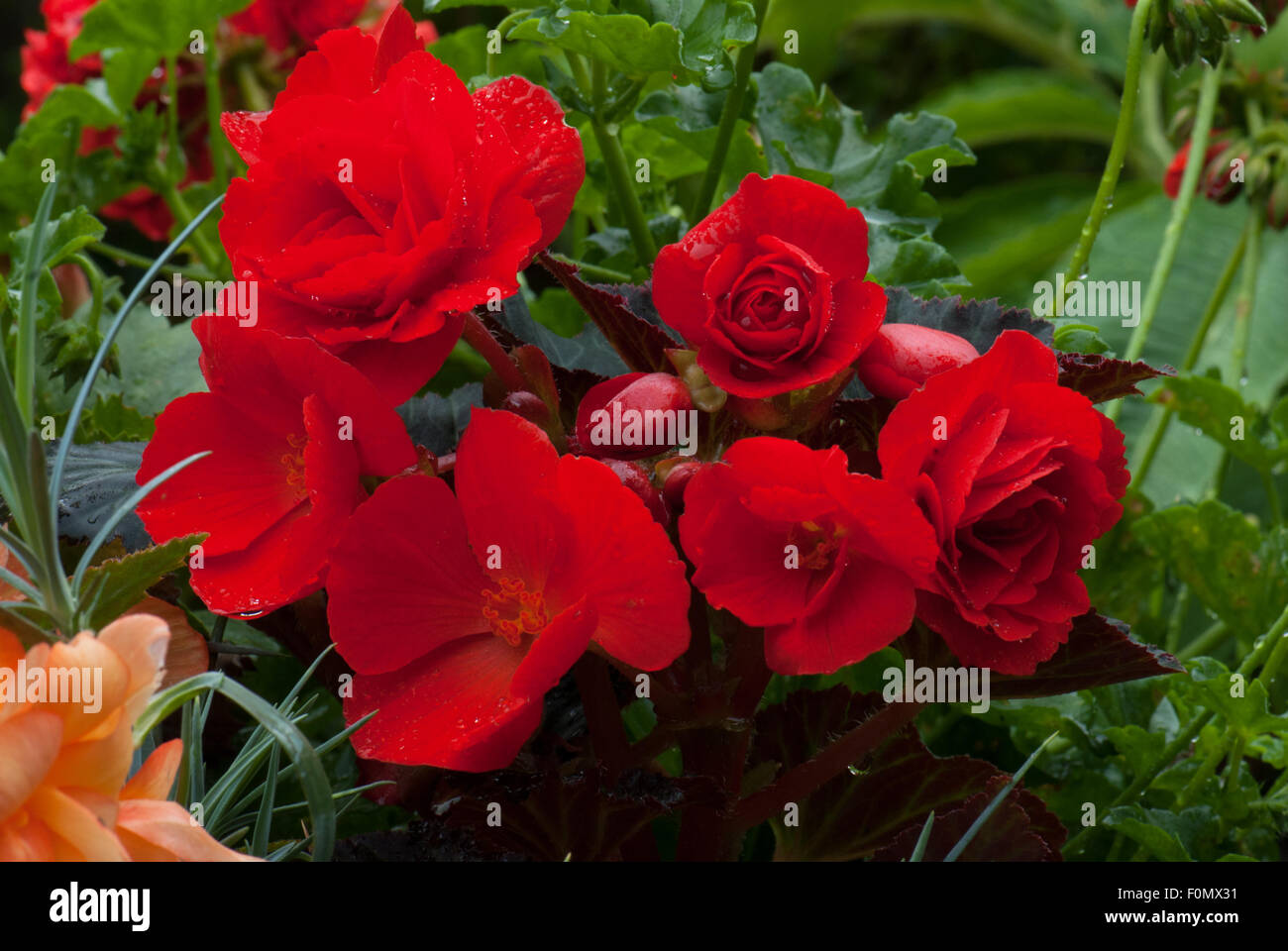Red non-stop begonias Stock Photo