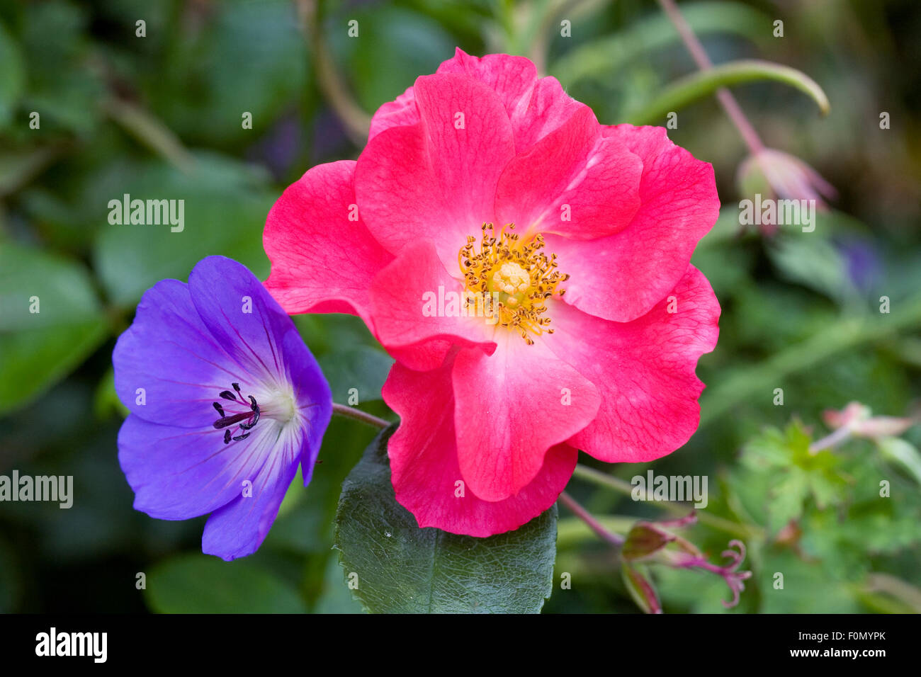 Pink rose and blue geranium in an herbaceous border. Stock Photo
