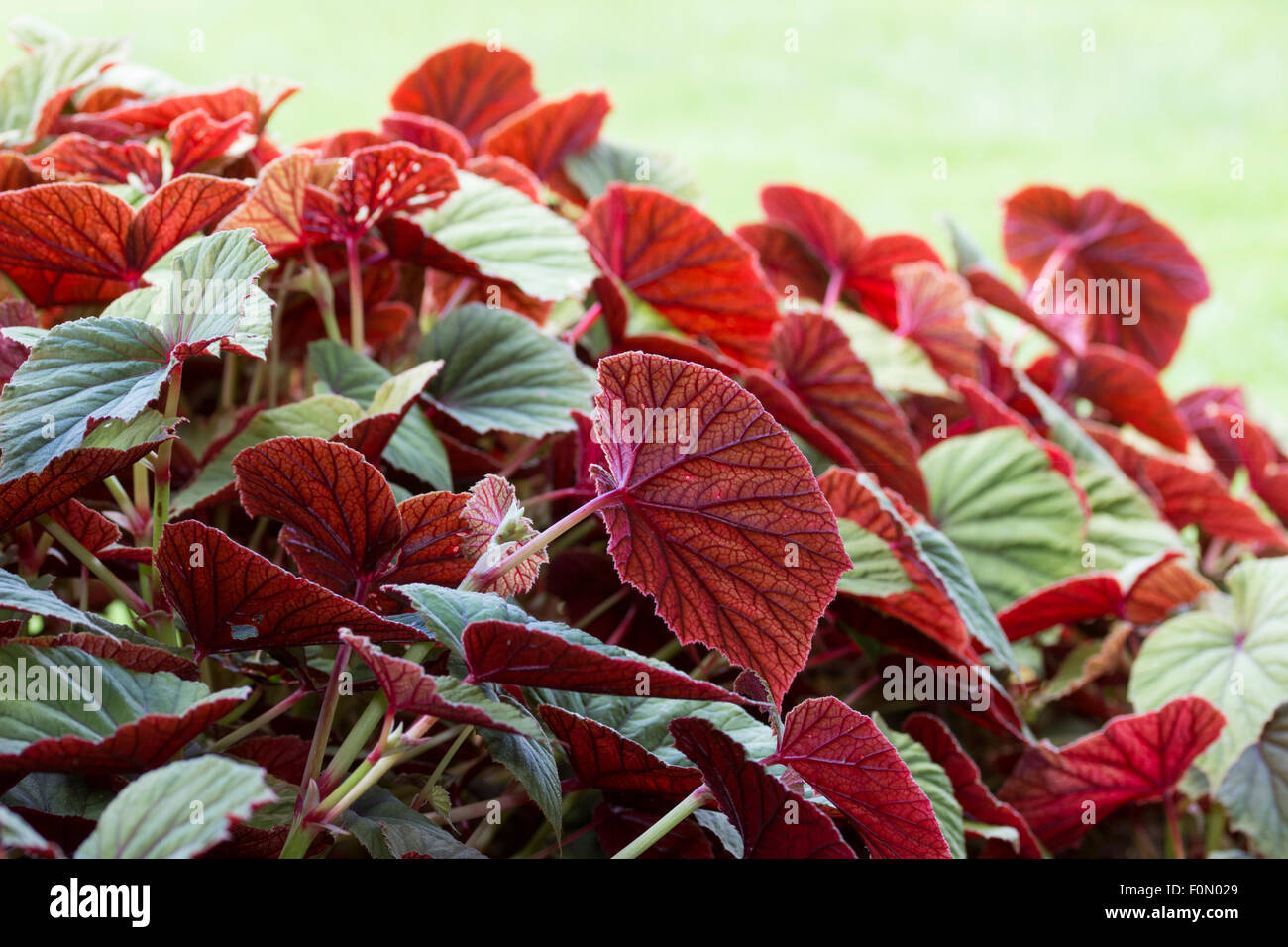 Deep red undersides of the foliage of the hardy begonia, Begonia
