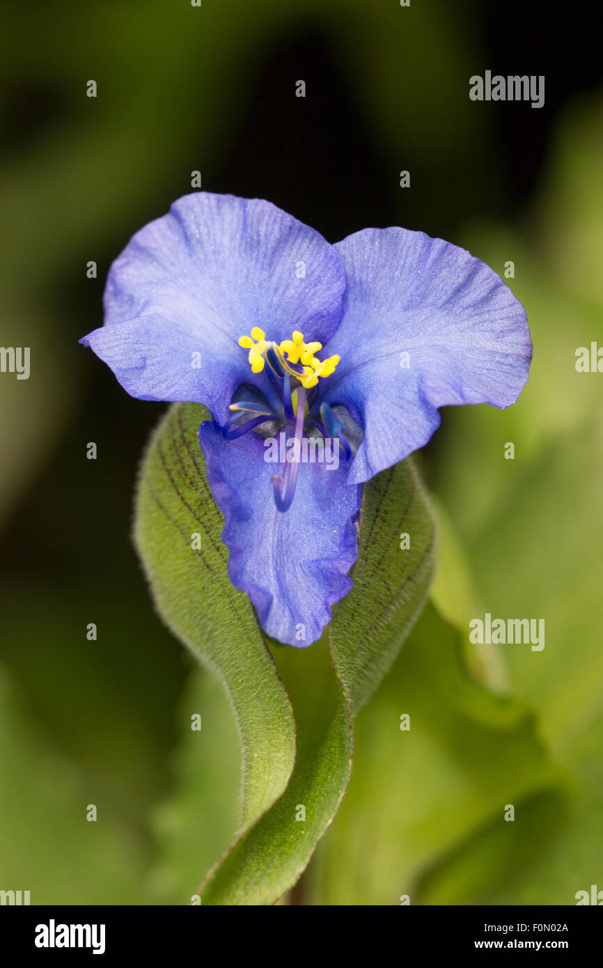 Single blue flowers are produced on a daily basis from the buds of Commelina tuberosa Coelestis Group Stock Photo