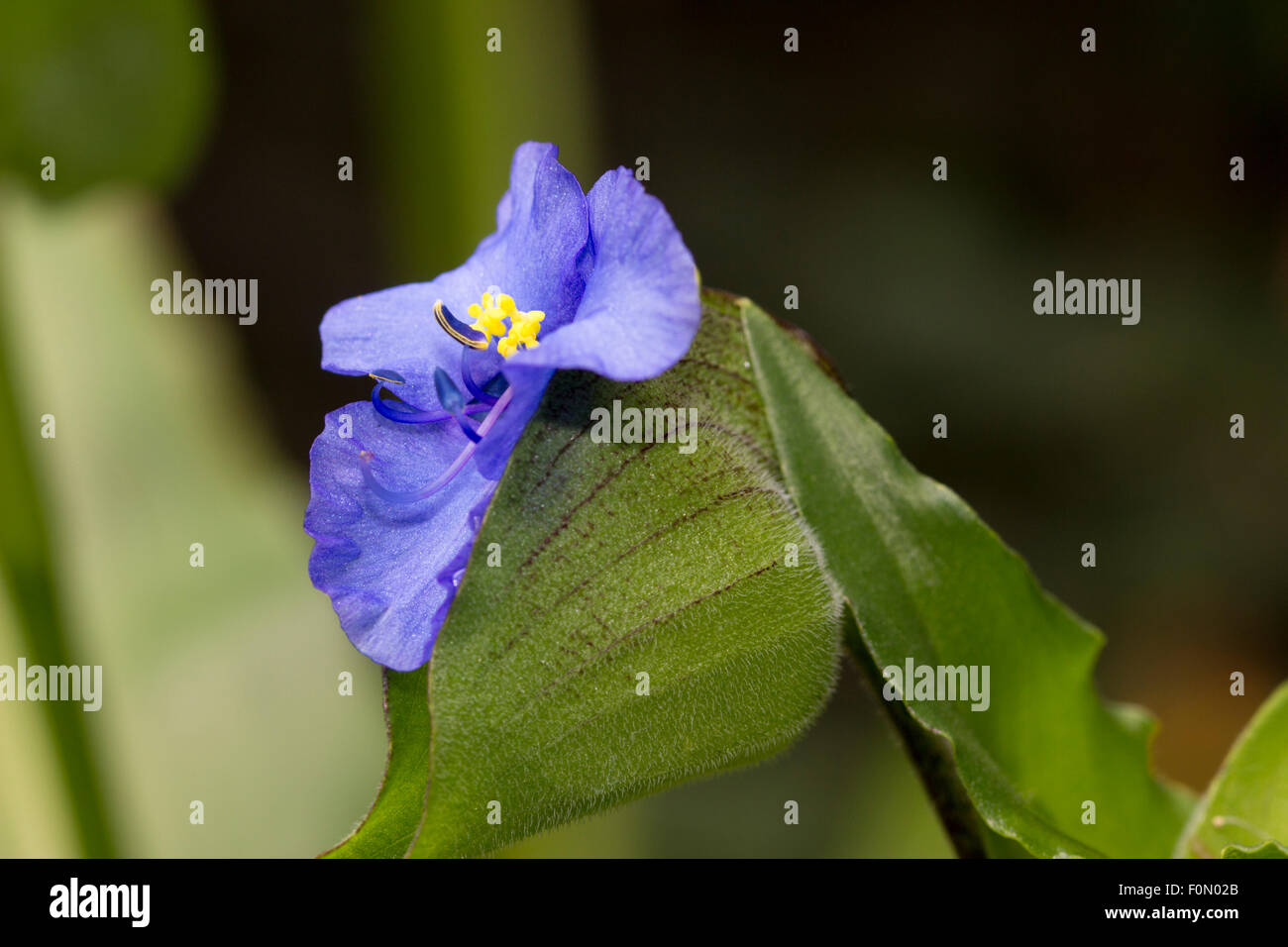 Single blue flowers are produced on a daily basis from the inflated terminal buds of Commelina tuberosa Coelestis Group Stock Photo