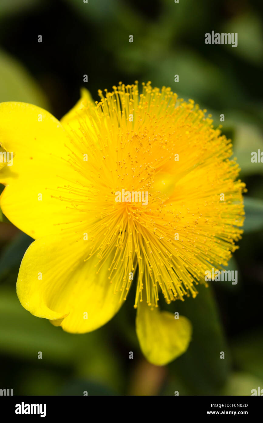 A puffball of yellow stamens marks the late summer flowers of Hypericum frondosum 'Sunburst' Stock Photo