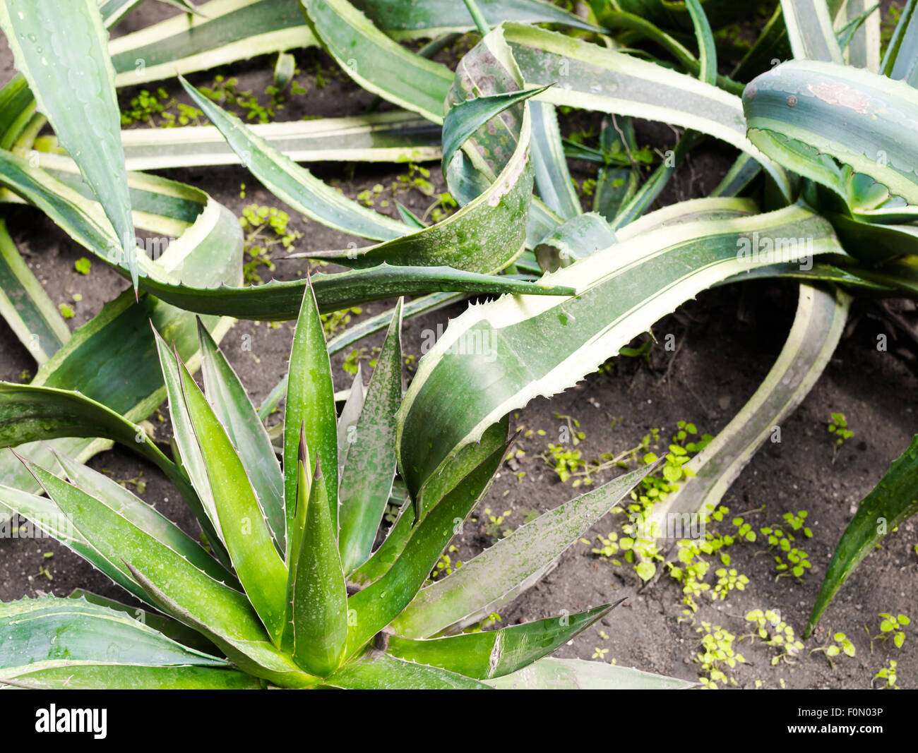 Closeup of an Aloe Vera plants growing in a natural botany garden Stock Photo