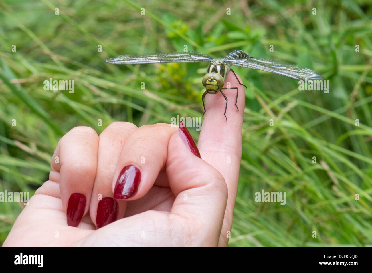 Southern Hawker Dragonfly on finger Stock Photo