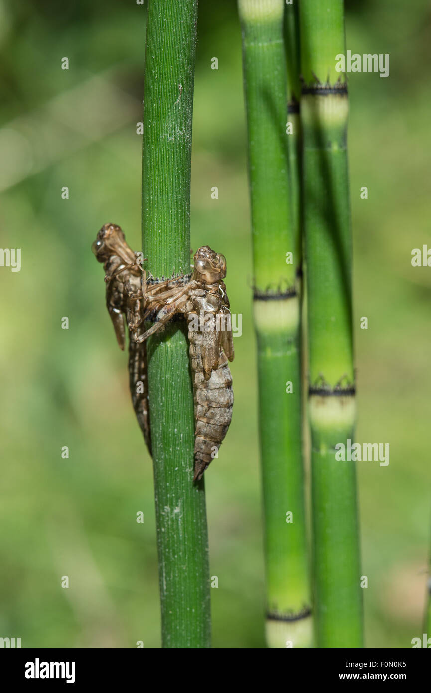 Two exuvia on pond plant Stock Photo