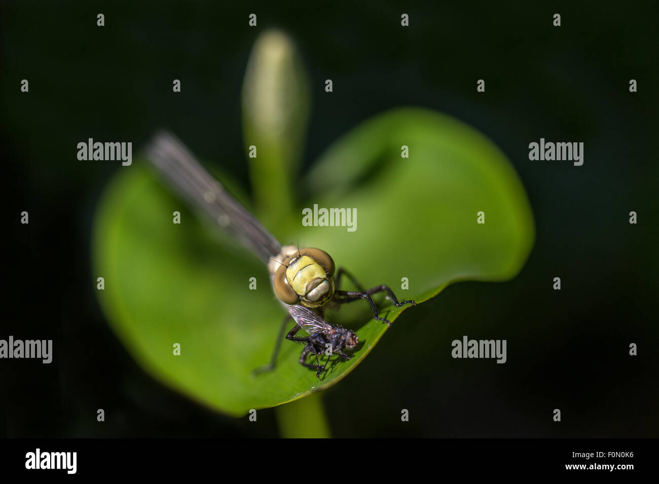 Southern Hawker after just emerged - fly landed on leaf by face Stock Photo