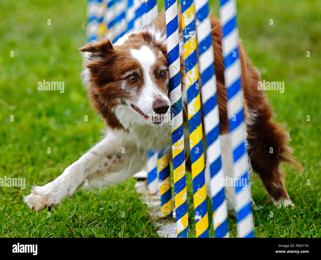 A dog navigates the slalom weave poles at the Agility Association of