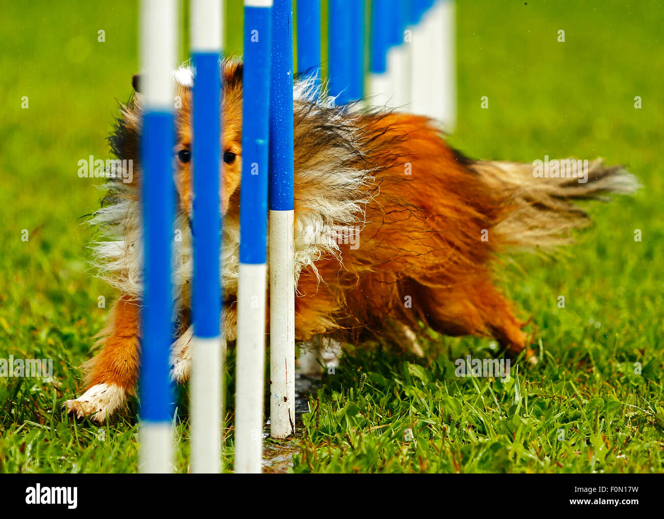 A dog navigates the slalom weave poles at the Agility Association of Canada’s 2014 national dog agility championships at Sussex, Stock Photo