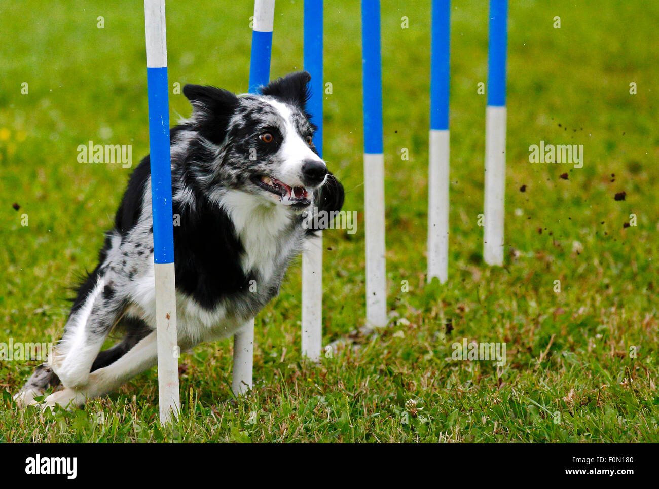 A dog navigates the slalom weave poles at the Agility Association of