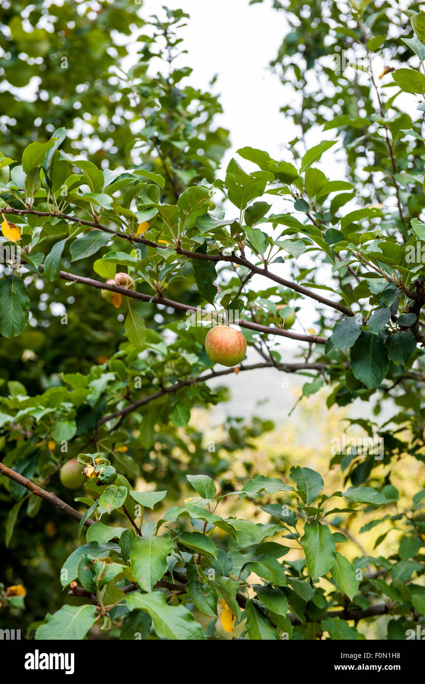 Red apple on green tree branch out of focus background Stock Photo