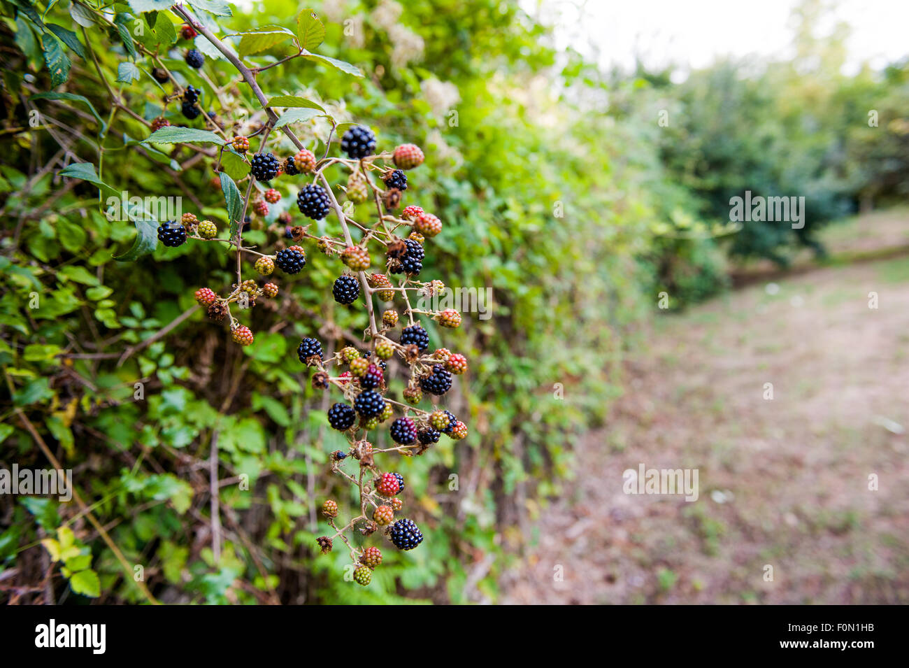 Blackberry bush in garden with red and black fruits, vertical frame