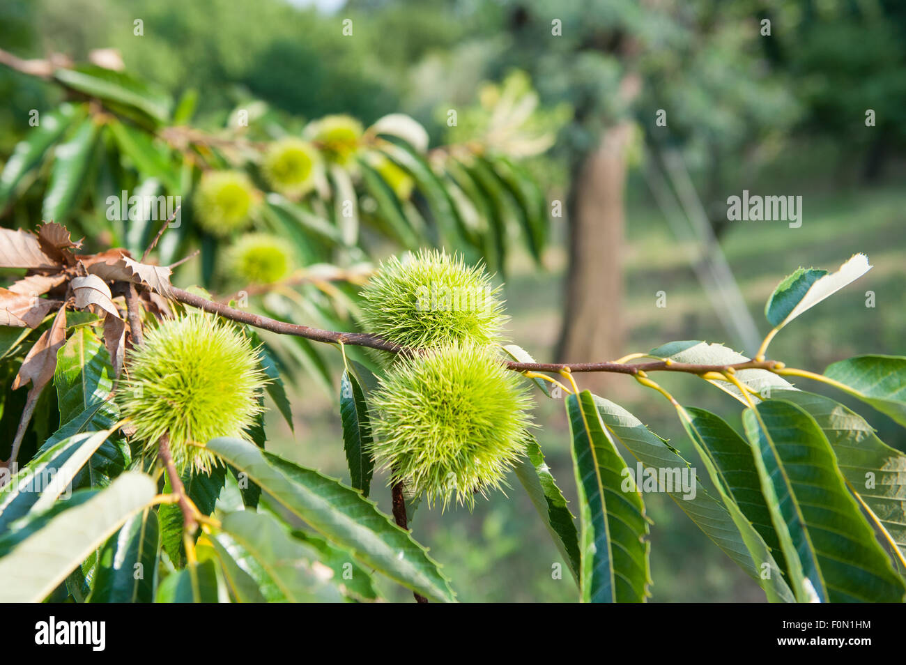 Chestnut Rind On Tree Chestnut with skin hi-res stock photography and images - Alamy