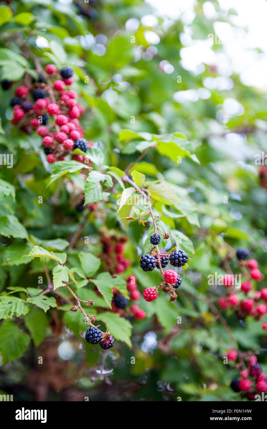 Blackberry bush in garden with red and black fruits Stock Photo