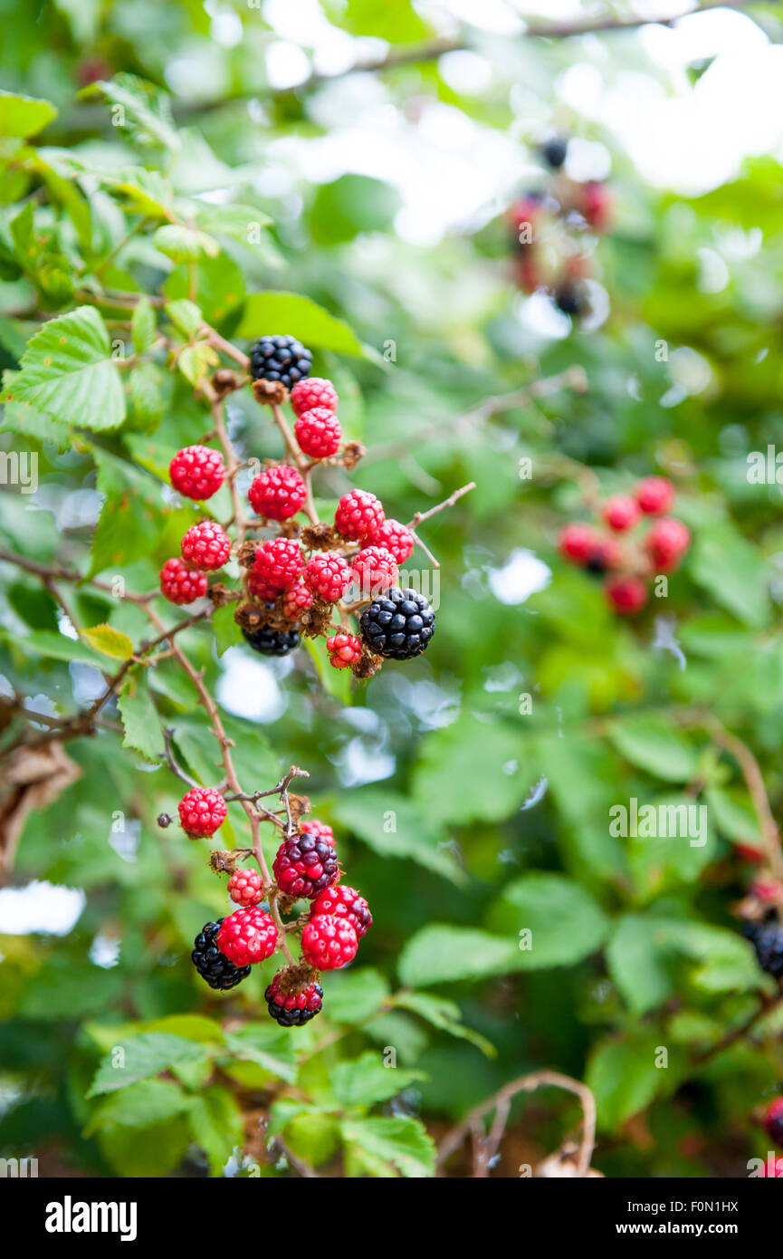 Blackberry bush in garden with red and black fruits Stock Photo